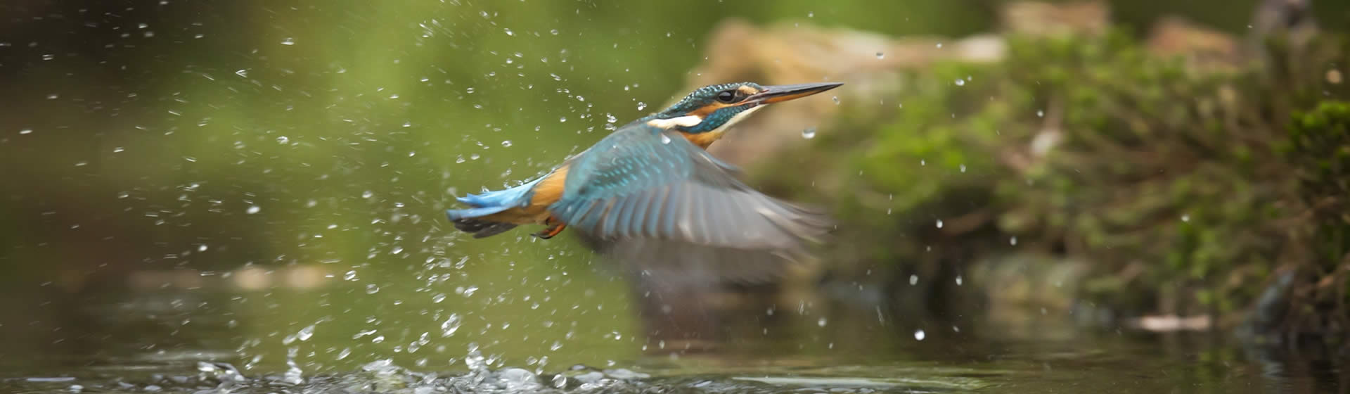 kingfisher in natural environment